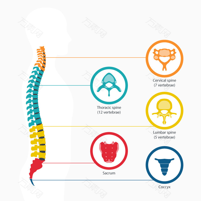 矢量脊椎的分类