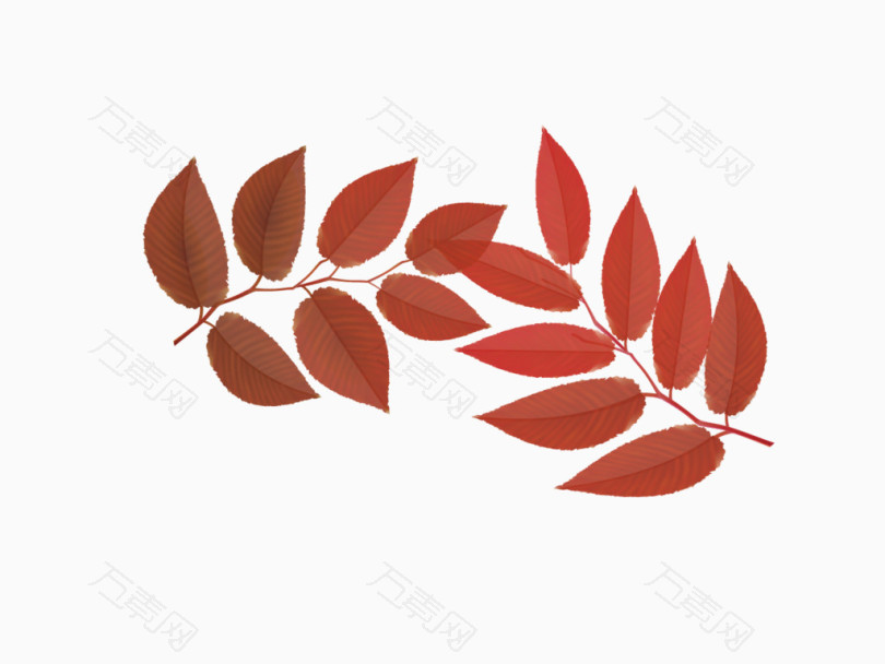 落叶红于丰收的季节