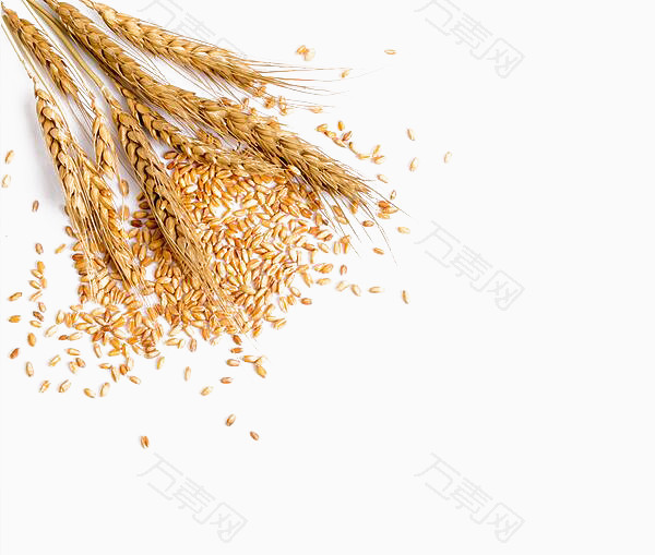 金色小麦