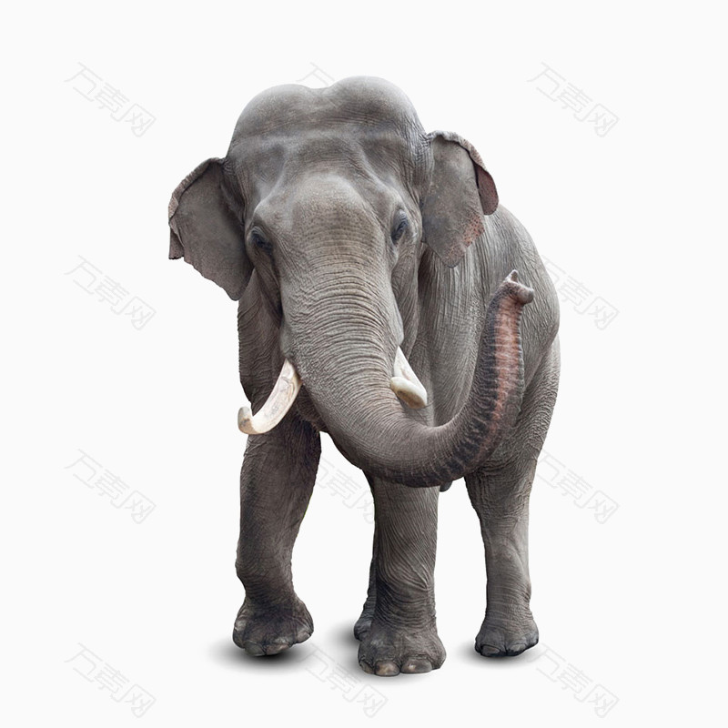 非洲大型动物大象
