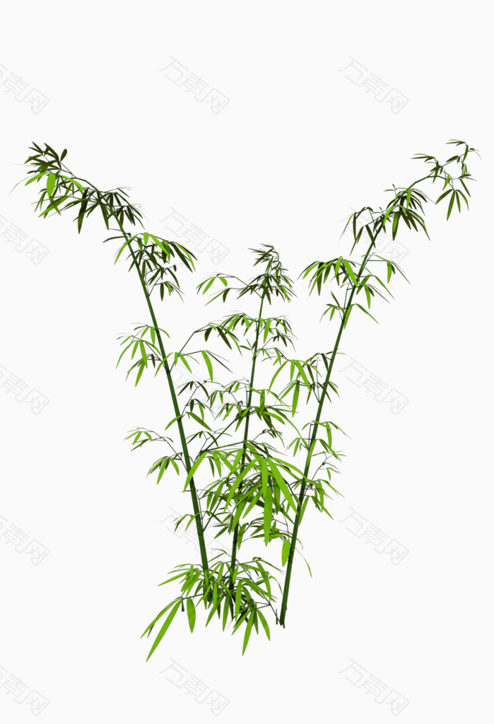 绿色竹子竹叶竹林高洁树木