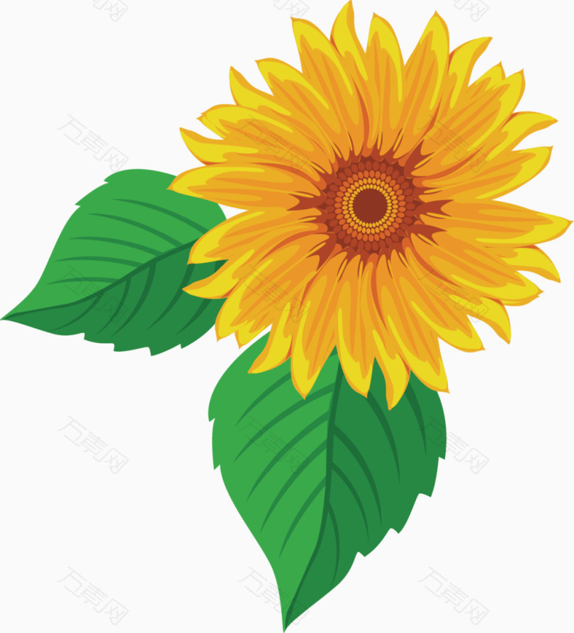 黄色太阳花
