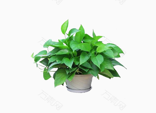绿箩水培吊兰植物