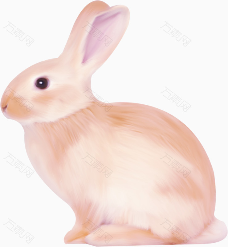 2023兔年生肖兔绘画兔子