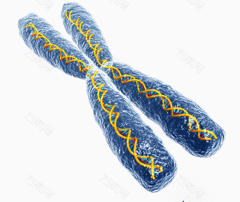 X染色体结构