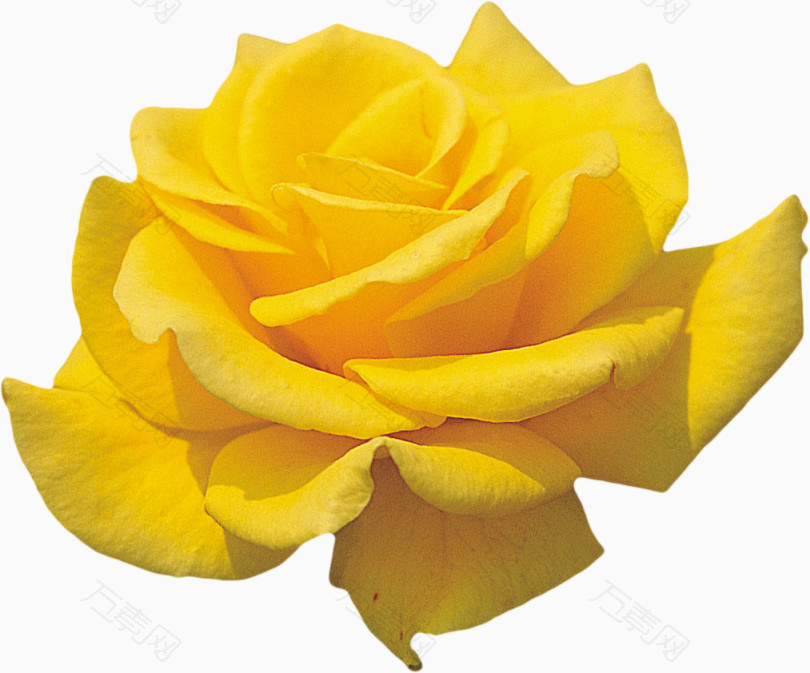 绽放的黄玫瑰