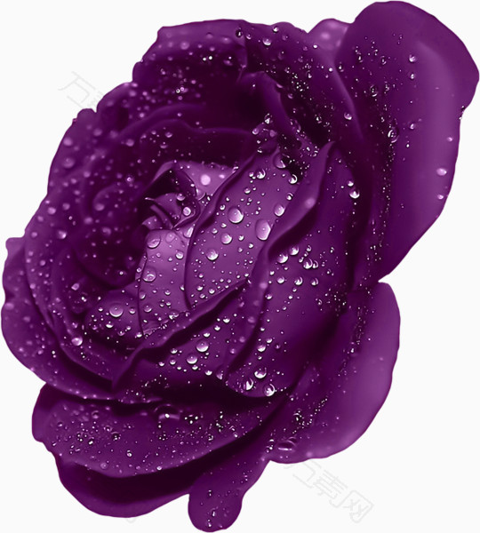 手绘花卉紫色玫瑰