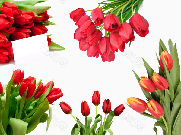 红色郁金香花束集合
