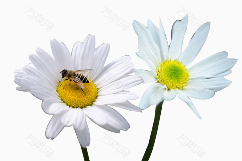 杭白菊和蜜蜂图片素材