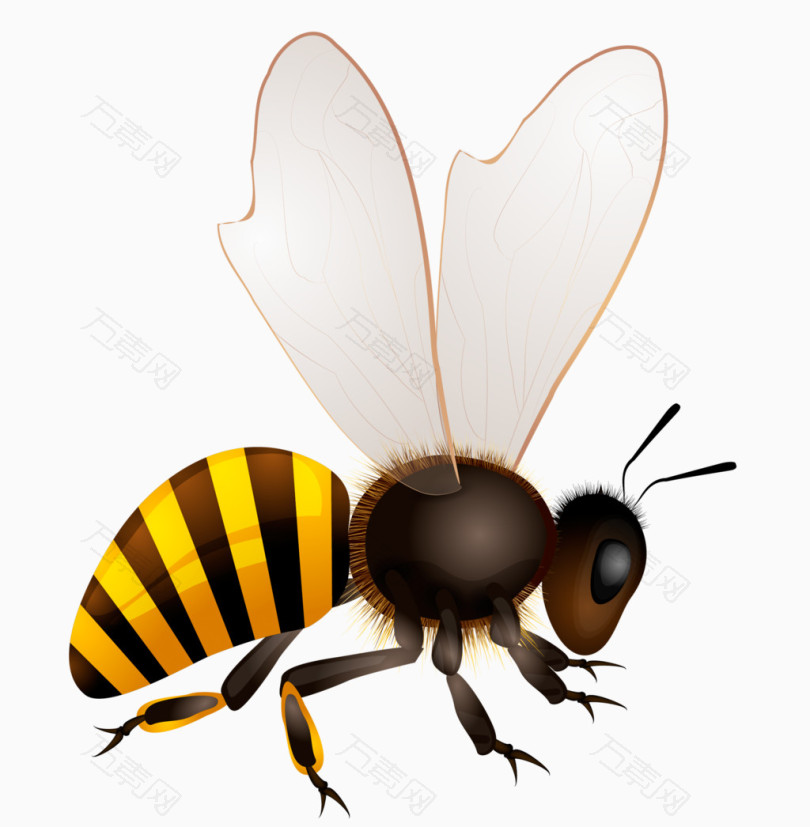 黄色蜜蜂