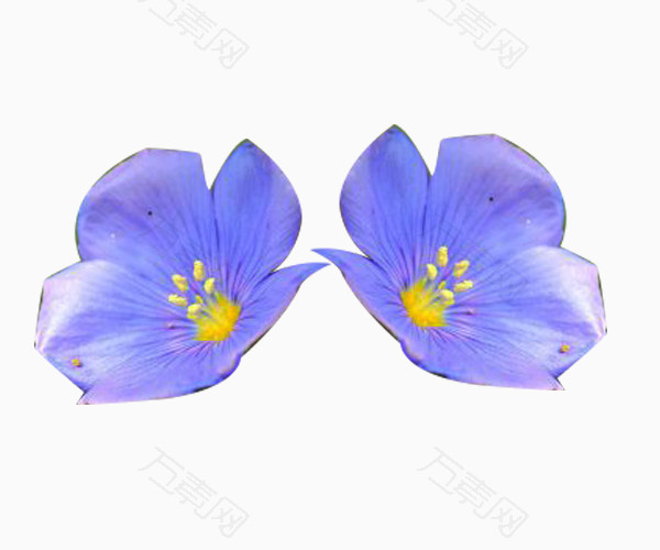 紫亚麻籽花图片素材