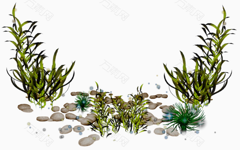 绿叶海藻