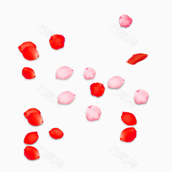 红色粉色花瓣散落
