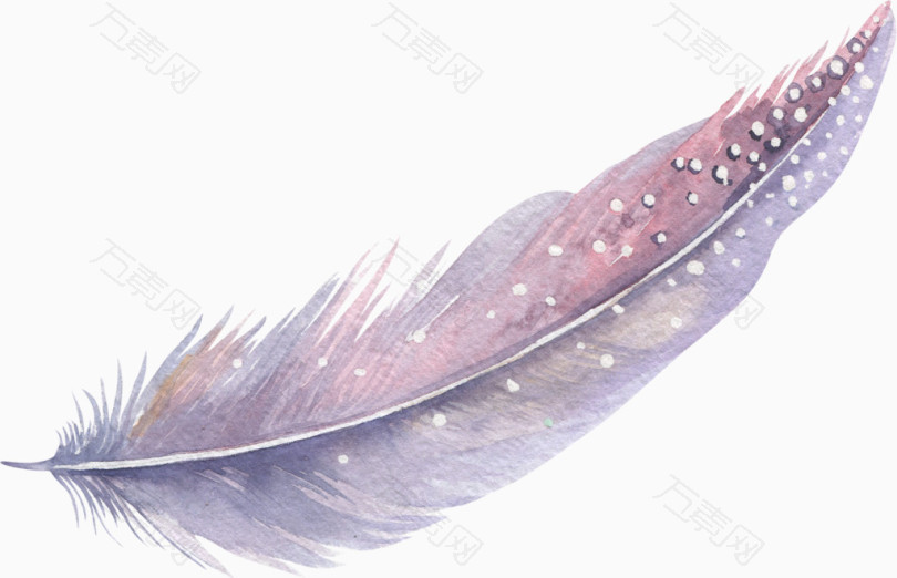 紫色羽毛