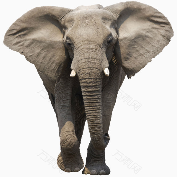 大耳朵非洲象
