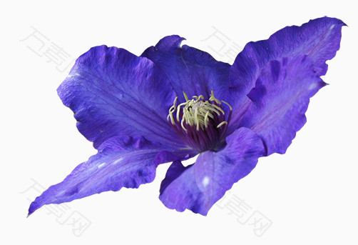 紫花装饰素材