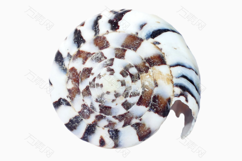 斑马纹贝壳