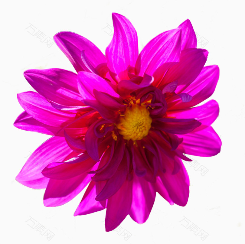 红紫色的花朵