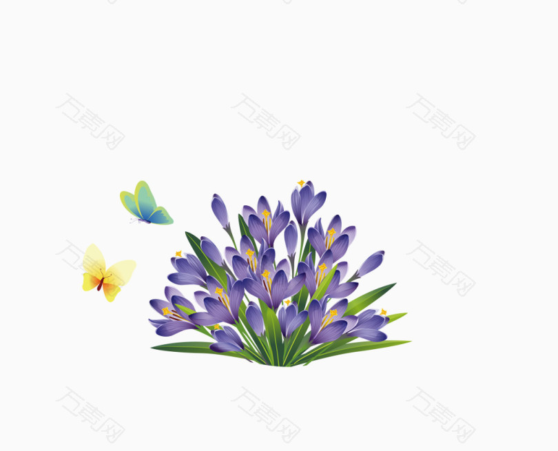 淡紫色蝴蝶兰花朵
