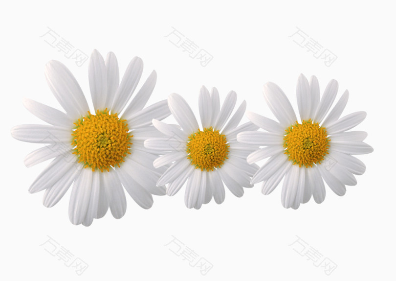 三朵杭白菊花图片素材
