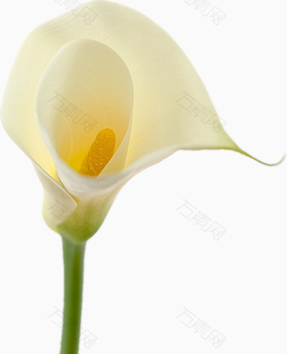 白色马蹄莲花