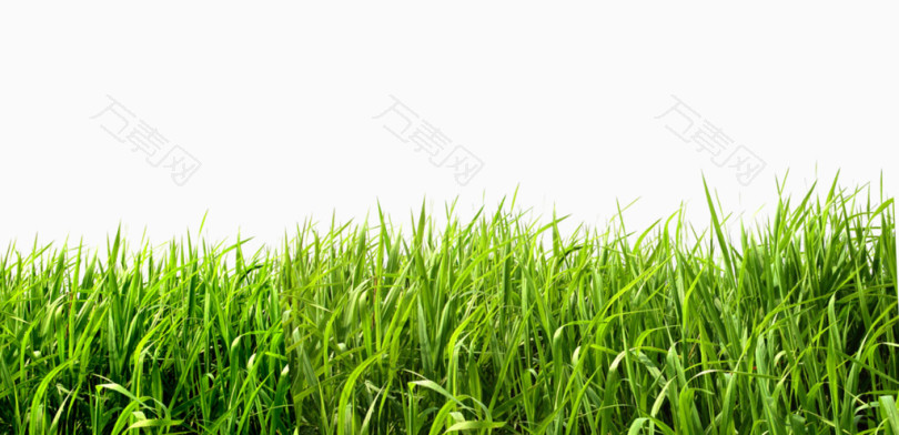 绿色的草