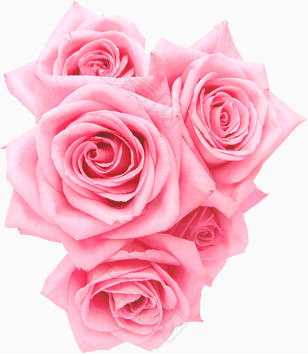 五朵粉色玫瑰花