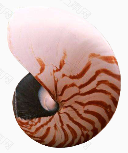 斑马纹圆形海螺