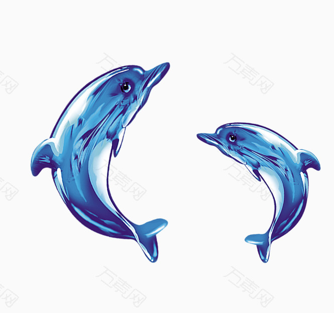 两条海豚