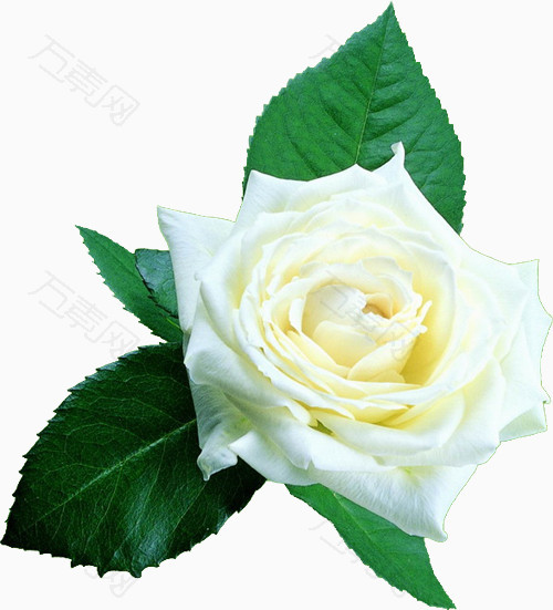 情人节用白玫瑰素材图片免费下载