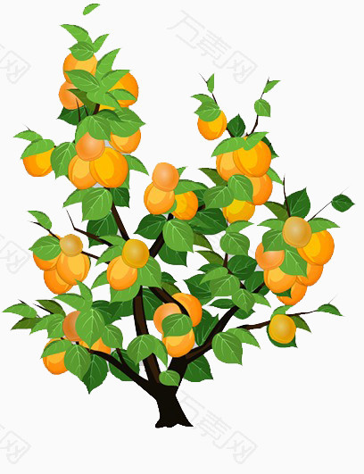 杏树的图片卡通图片图片