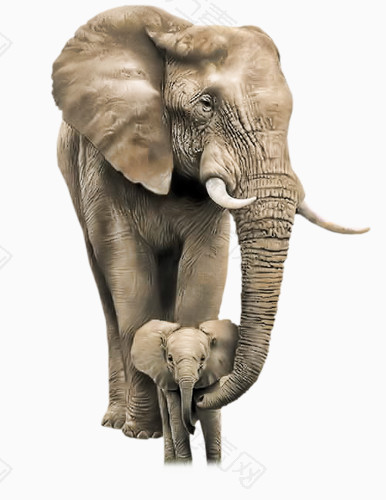 可爱大象母子