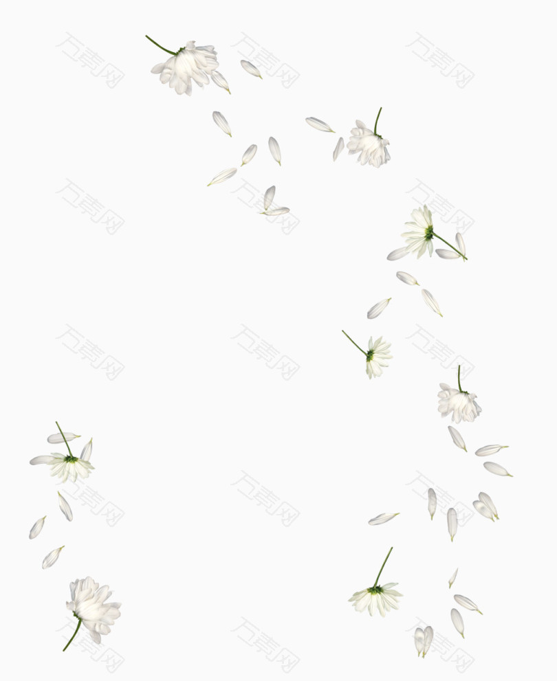 散落的白菊花