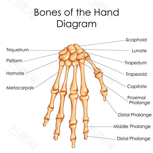 手指指骨解剖图