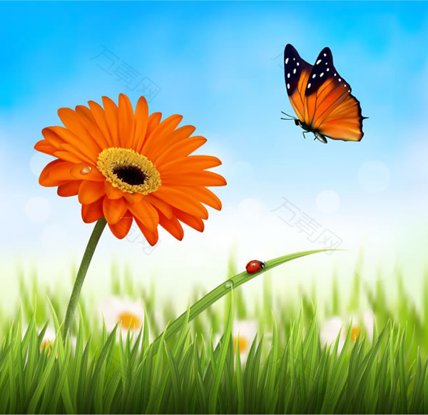 橙色非洲菊和蝴蝶