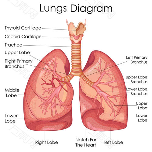 肺部解剖图